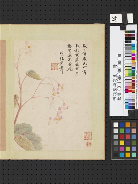 明項聖謨寫生　冊　秋海棠