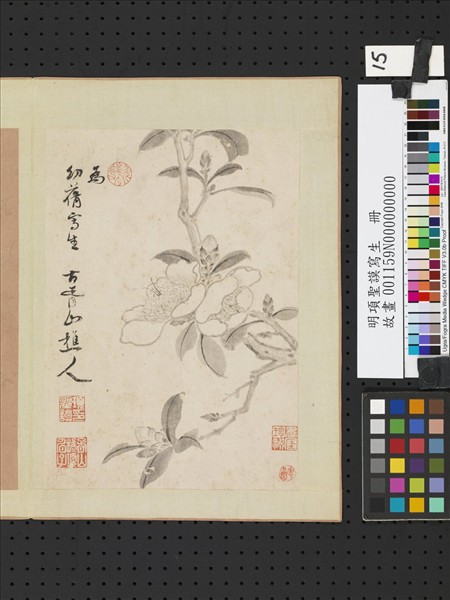 明項聖謨寫生　冊　山茶