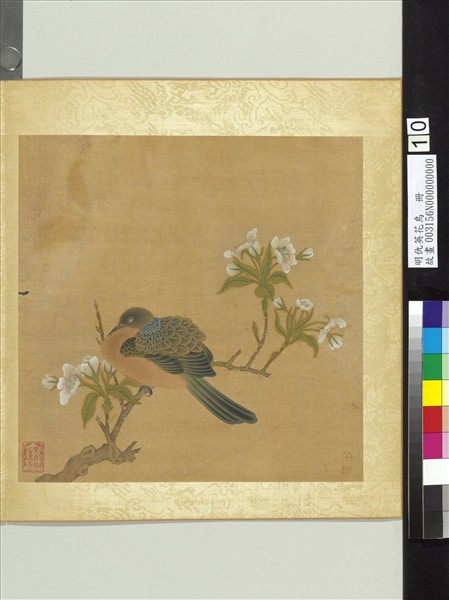 明仇英花鳥　冊　梨花斑鳩