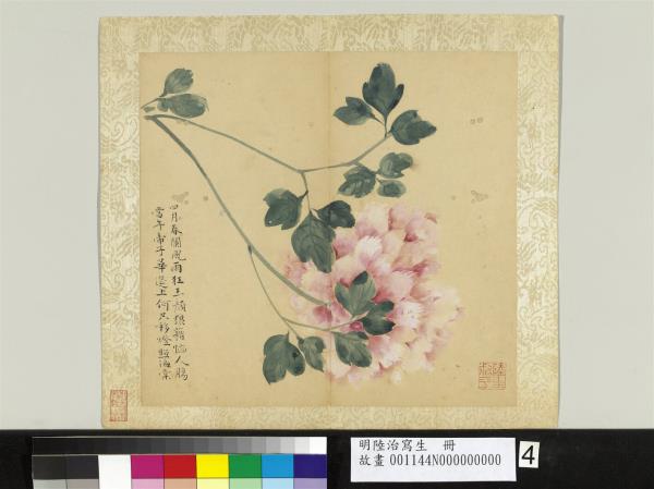 明陸治寫生　冊　風雨海棠