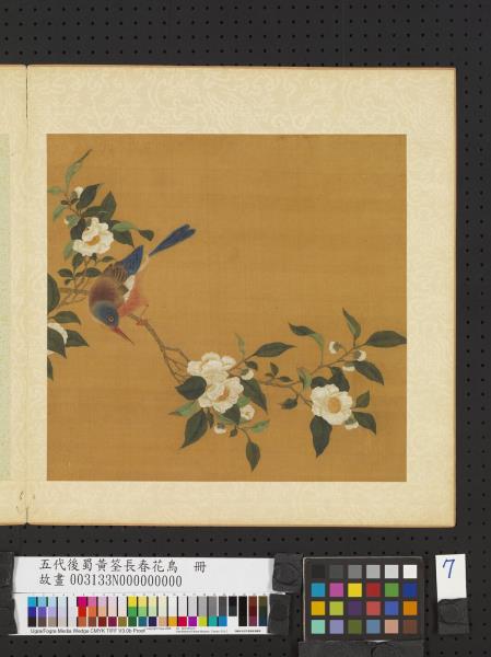 五代後蜀黃筌長春花鳥　冊　茶花翎毛