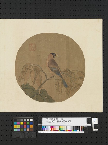 明宣德寶繪　冊　桐實文鳥