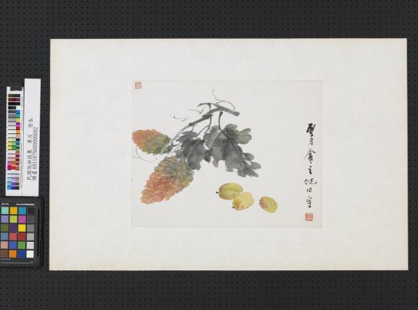 清倪田蔬果　單片　苦瓜