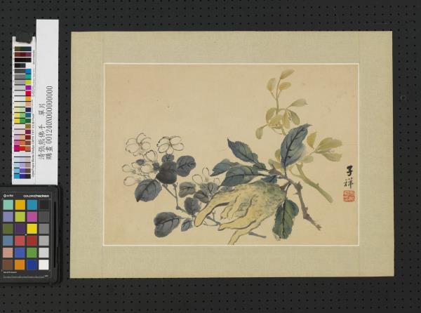 清張熊佛手　單片