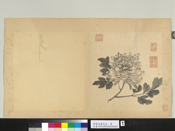 清張忠畫花卉　冊　牡丹