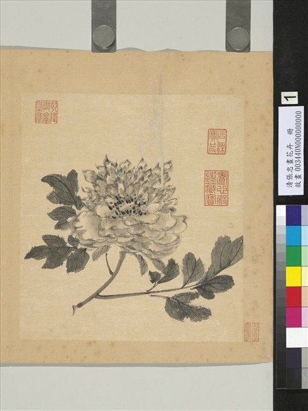 清張忠畫花卉　冊　牡丹