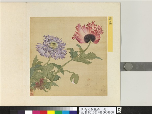 清馬元馭花卉　冊　罌粟