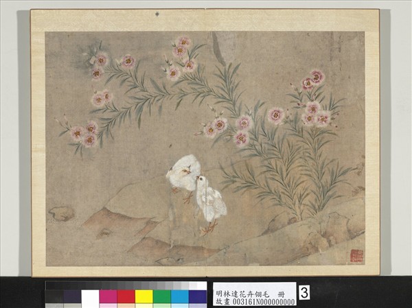 明林達花卉翎毛　冊　剪秋羅雞