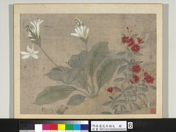 明林達花卉翎毛　冊　玉簪石竹