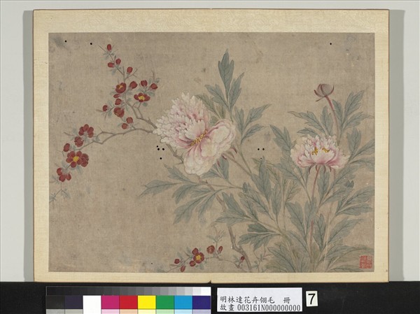 明林達花卉翎毛　冊　芍藥花草