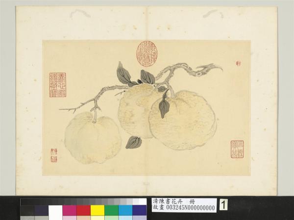 清陳書花卉　冊　橙橘