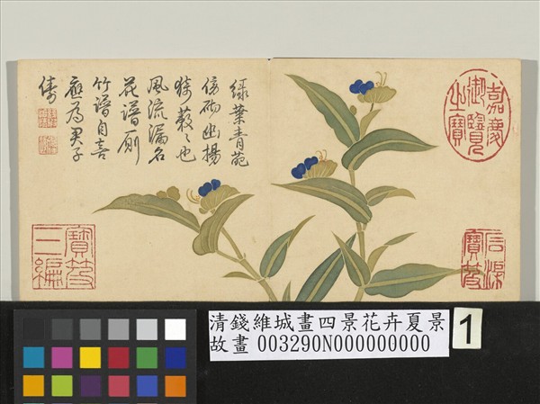 清錢維城畫四景花卉夏景　冊　淡竹葉