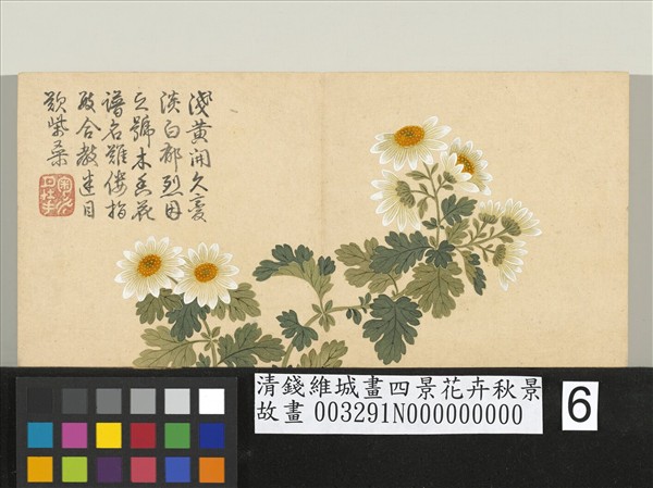 清錢維城畫四景花卉秋景　冊　木香菊