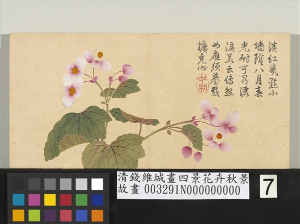 清錢維城畫四景花卉秋景　冊　秋海棠