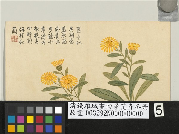清錢維城畫四景花卉冬景　冊　金盞