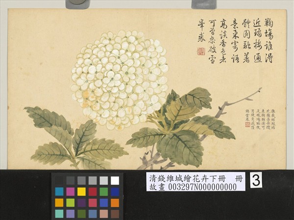 清錢維城繪花卉（下）　冊　繡球