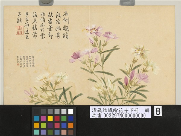 清錢維城繪花卉（下）　冊　石竹