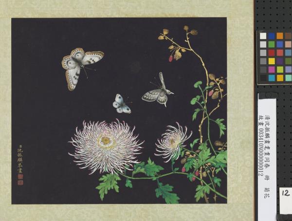 清沈振麟畫耄耋同春　冊　菊花