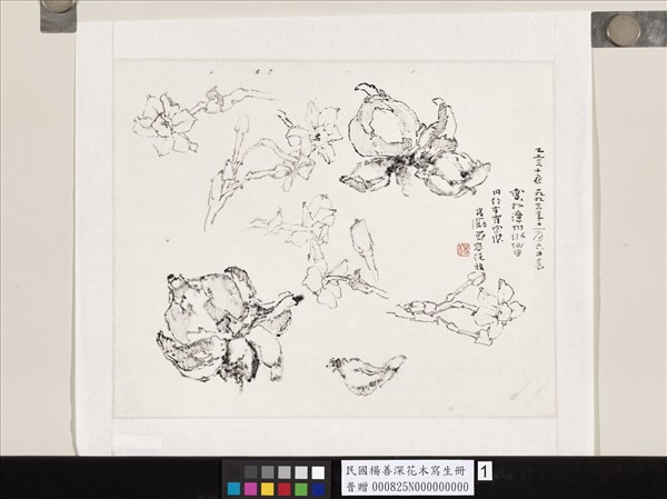 民國楊善深畫花卉草蟲山水　寫於漳州水仙田