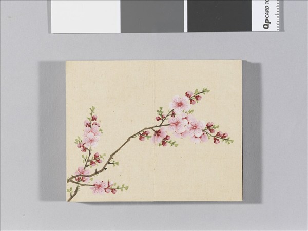 畫春花八種 冊