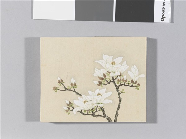 畫春花八種 冊