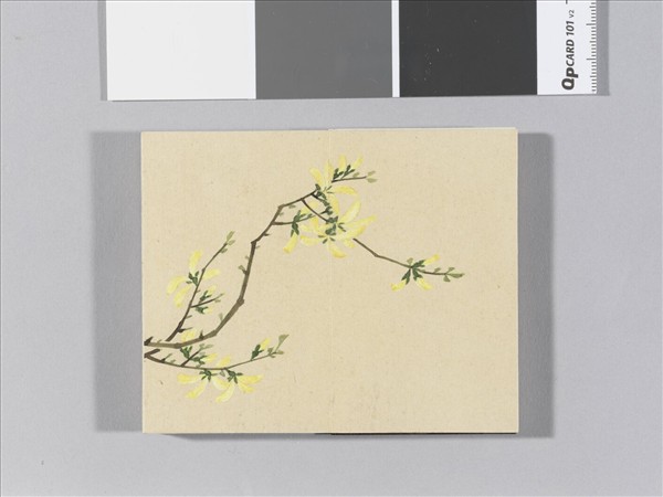 畫春花八種 冊