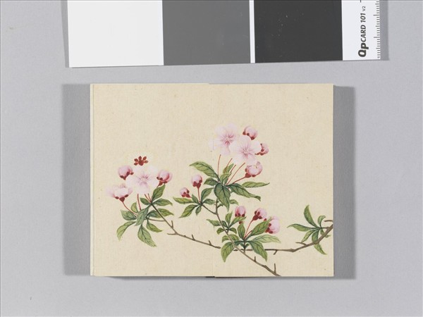 畫春花八種 冊