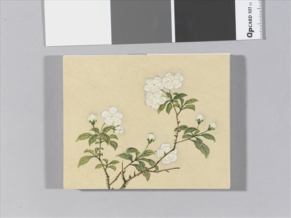 畫春花八種 冊