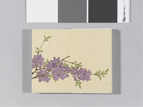 畫春花八種 冊