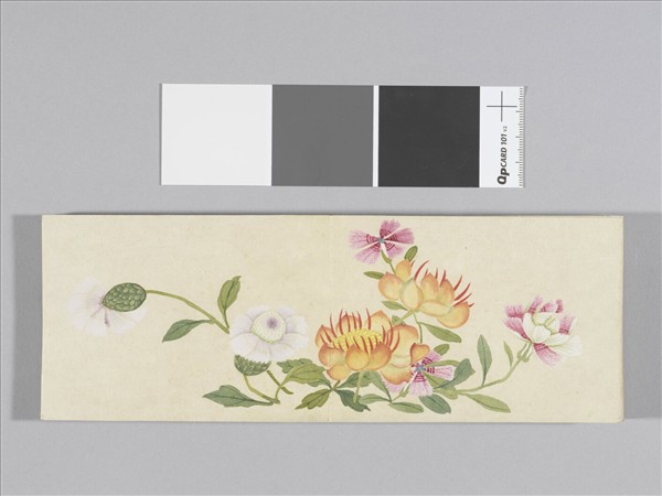 畫花卉 冊