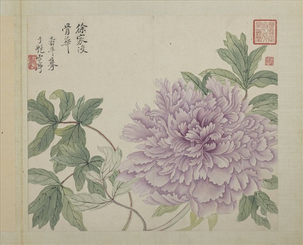 清惲壽平畫花卉　冊　徐家沒骨華