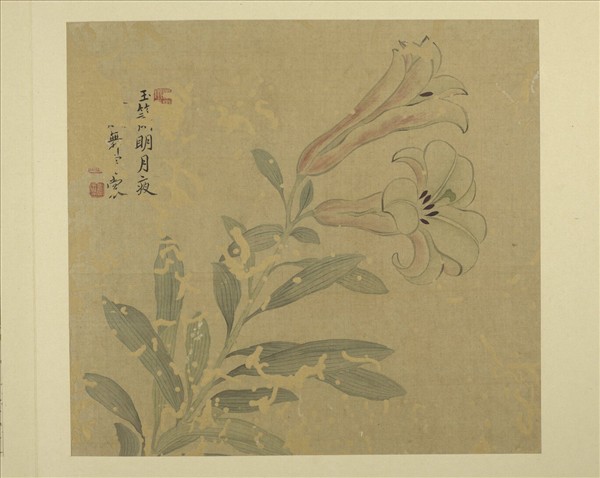清惲壽平畫花卉　冊　百合