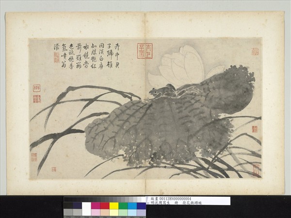 明沈周寫生　冊　荷花與蹲蛙