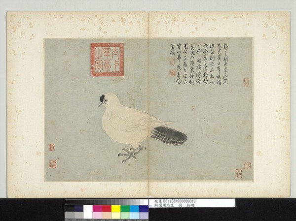 明沈周寫生　冊　白鴿