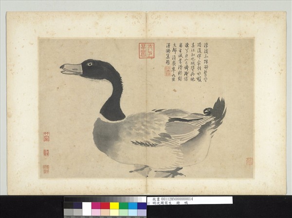 明沈周寫生　冊　鴨