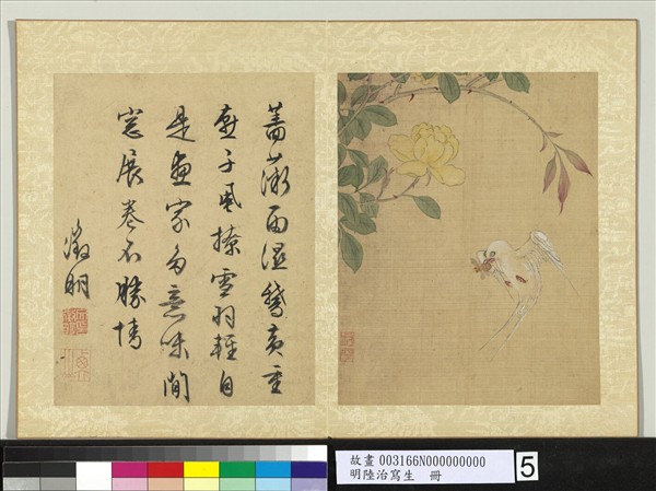 明陸治寫生　冊　薔薇燕子