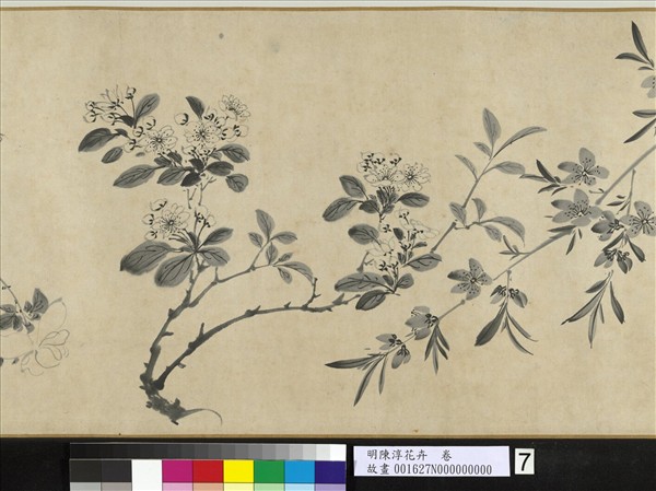 明陳淳花卉　卷
