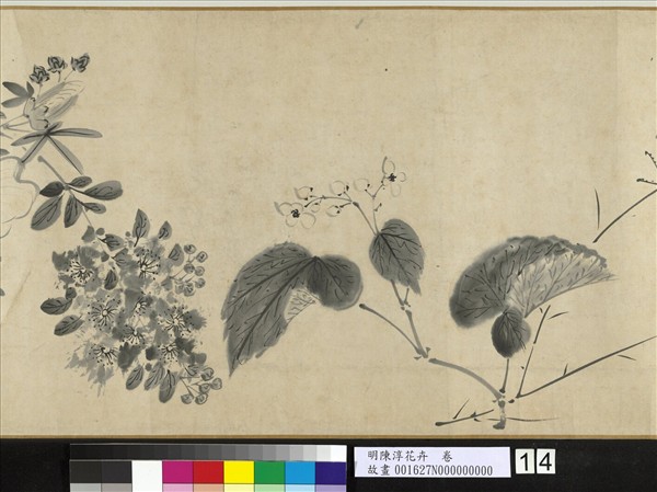 明陳淳花卉　卷