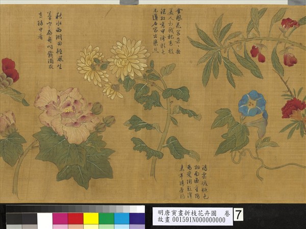 明唐寅畫折枝花卉圖　卷