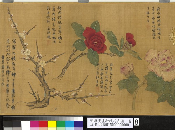 明唐寅畫折枝花卉圖　卷