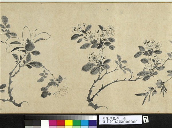明陳淳花卉　卷