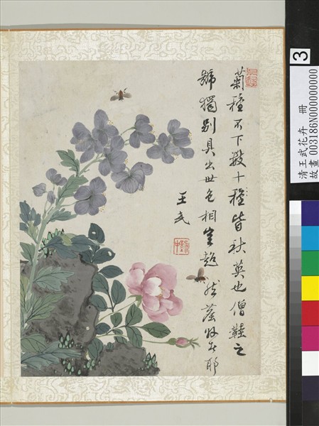 清王武花卉　冊　僧鞋菊月季花