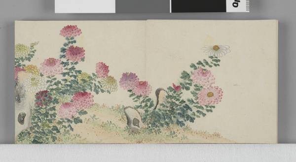 畫花卉 冊